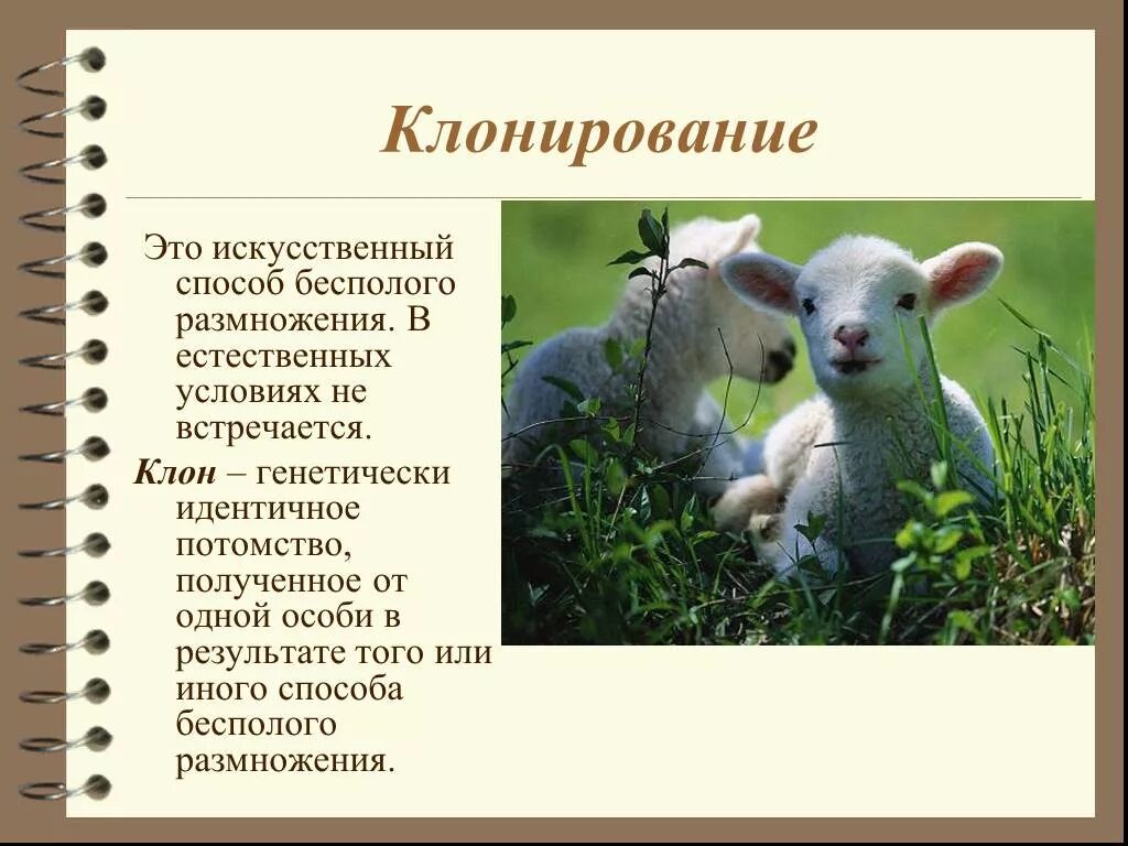 Как определить клон. Клонирование. клонирование бесполое размножение. естественное клонирование. клонирование (биология).