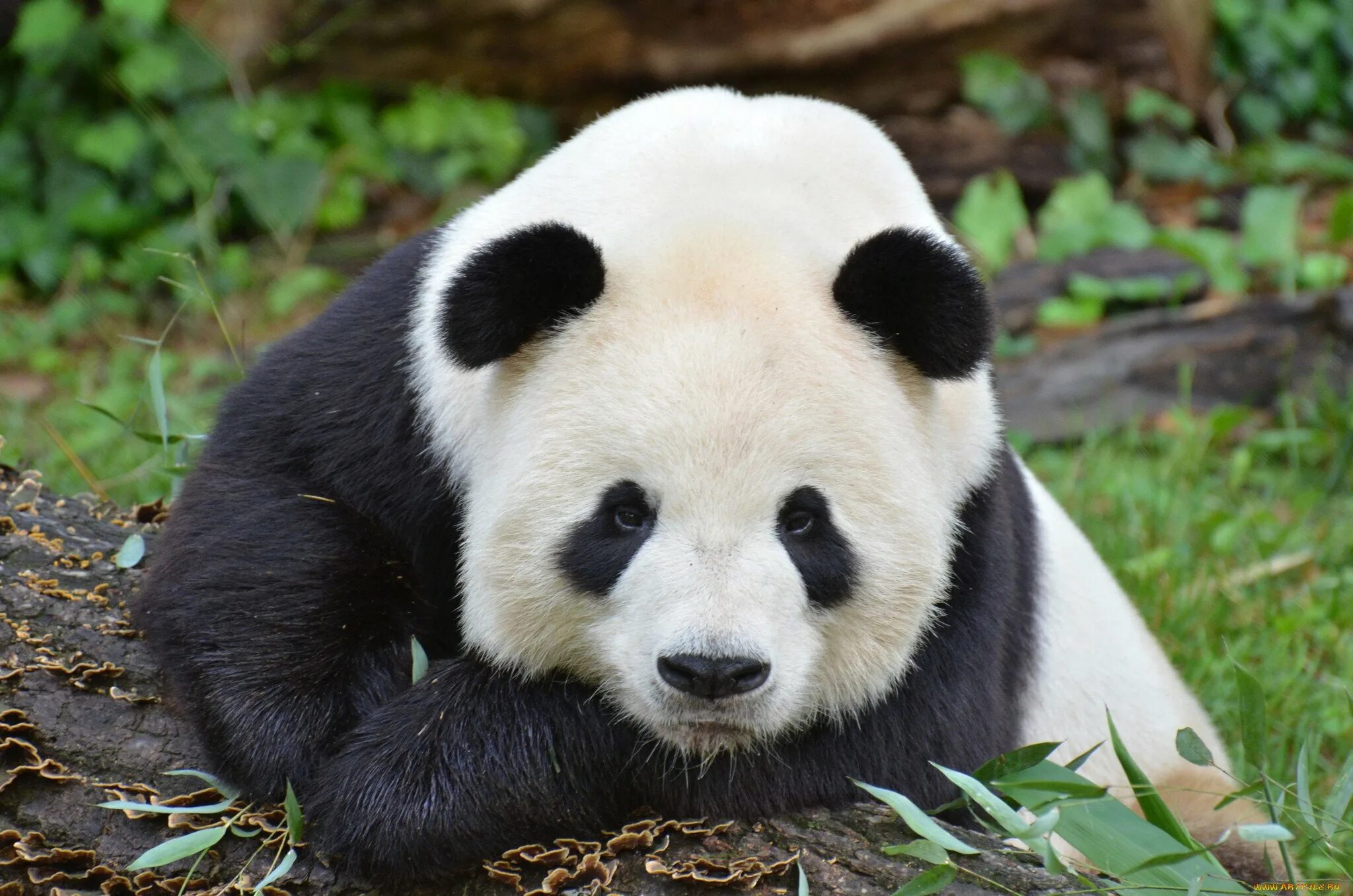 Медвежонок Панда. Большая Панда эндемик. Панда картинки. Грустная Панда. Большая панда медведь