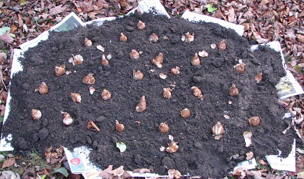 Посадка тюльпанов и нарциссов осенью. Как сажать нарциссы. Луковица нарцисса. Осенняя посадка нарциссов. Емкость для посадки луковичных.