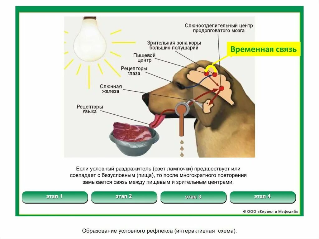 Слюноотделительныц у тр продолговатого мозга. Регуляция пищеварения гигиена питания. Слюноотделительный центр. Центр регуляции пищеварительной системы.