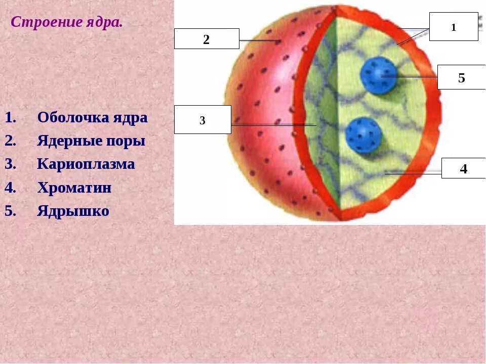 Строение клеточного ядра. Ядро и ядрышко. Строение ядра клетки рисунок. Ядро и ядрышко строение. Назовите структуры ядра