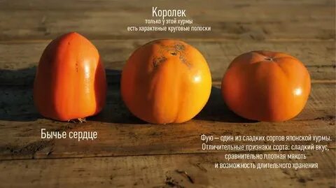 Не вяжущие сорта хурмы
