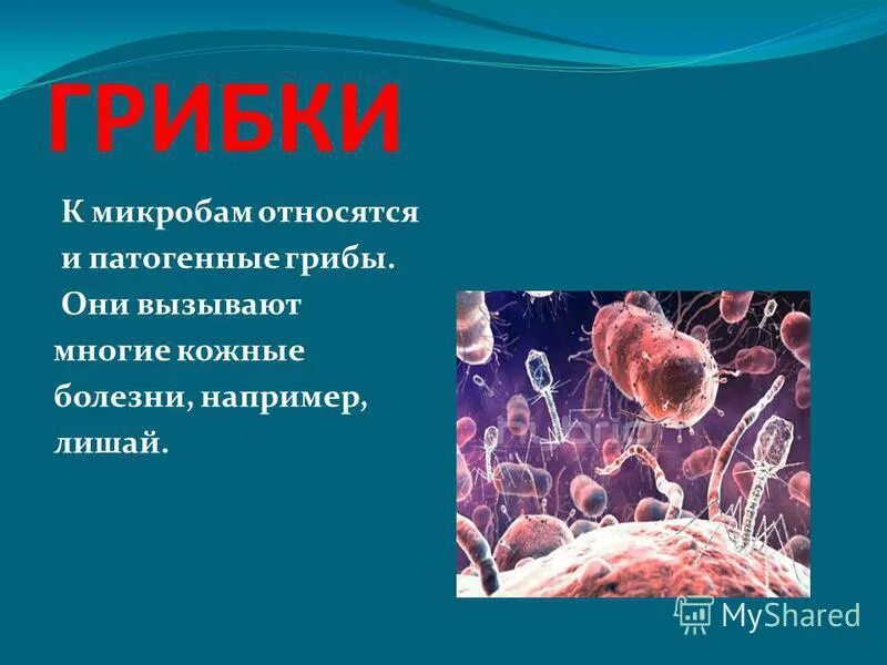 Микробы строение микробиология. Группы микроорганизмов микробиология. Грибы и бактерии являются. Бактерии редуценты. Редуценты сапротрофы деструкторы.