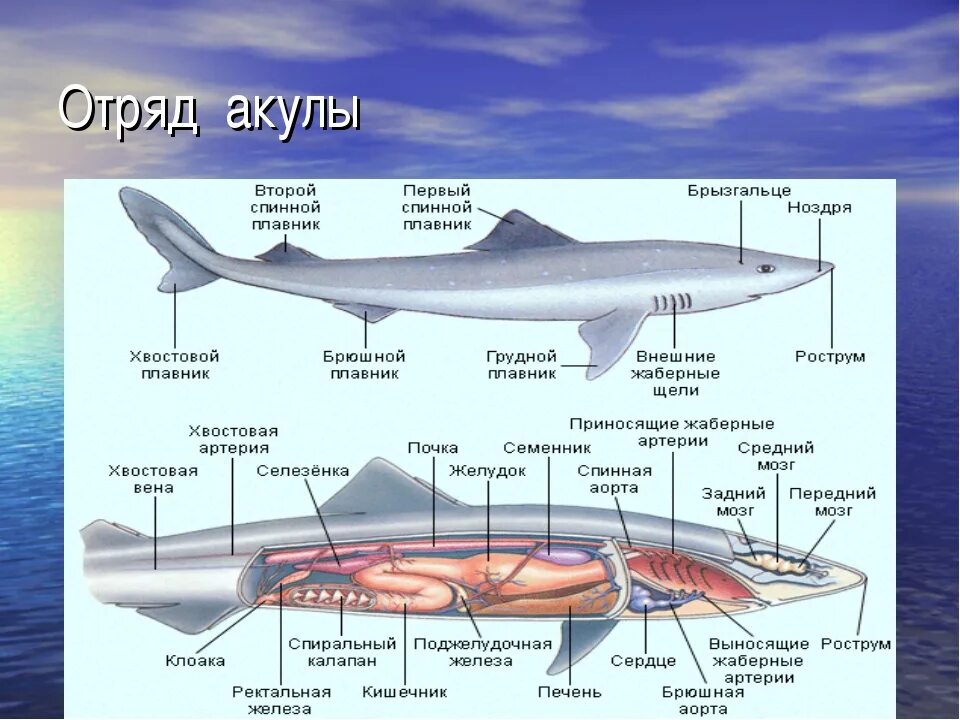 Класс хрящевые рыбы имеют. Тип хрящёвые рыбы характеристика. Особенности строения хрящевых рыб 7 класс биология. Выделительная система хрящевых рыб и костных рыб. Внутреннее строение акулы Катран.