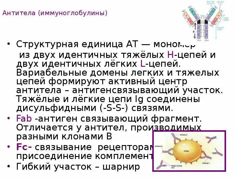 Центр антитела. Центр антитела