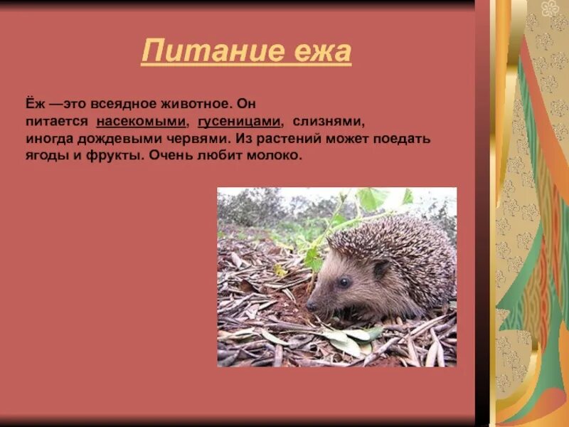 Еж какое животное всеядное. Ежик для презентации. рассказ про ежика. питание ежа. доклад про всеядное животное.