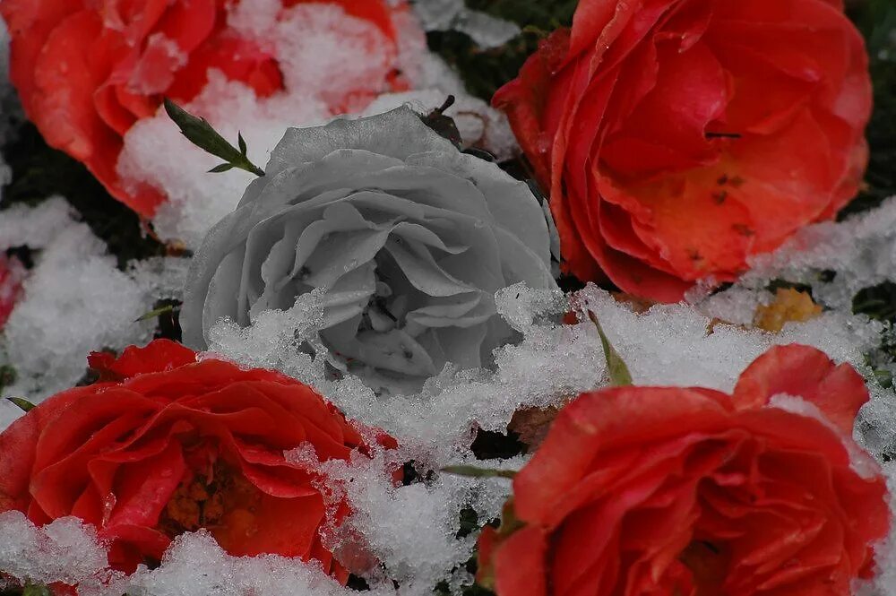 Розы снег красиво. Цветы в снегу. Розы на снегу. Букет роз на снегу.