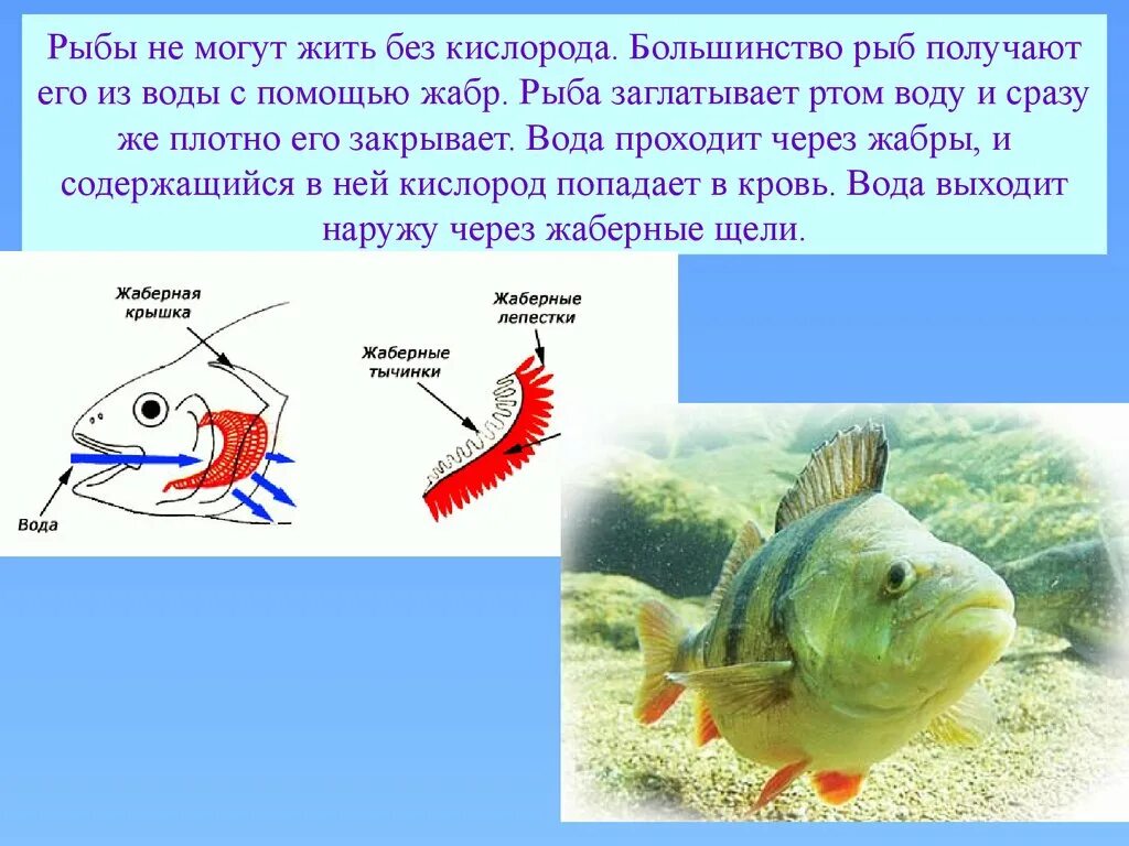Рыбы обитающие в воде. Почему рыба не может жить без воды. Почему рыбы не могут жить без воды. Недостаток кислорода у рыб.