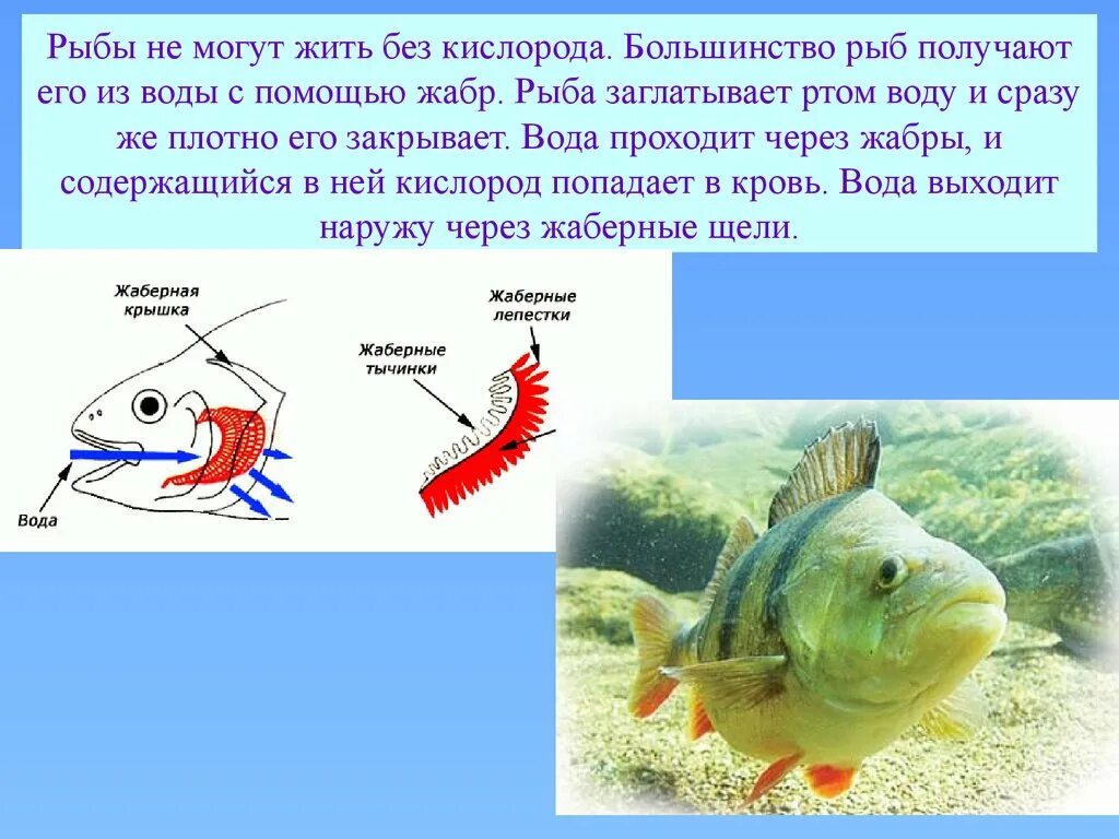 Рыбы не живут без воды. Рыбы обитающие в воде. Почему рыба не может жить без воды. Почему рыбы не могут жить без воды. Недостаток кислорода у рыб.