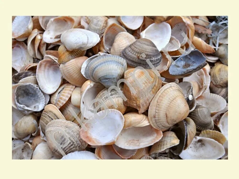 Устрица моллюск. Ракушки на скалах. Речной моллюск беззубка. Литодомы. Литодомы ракушки.