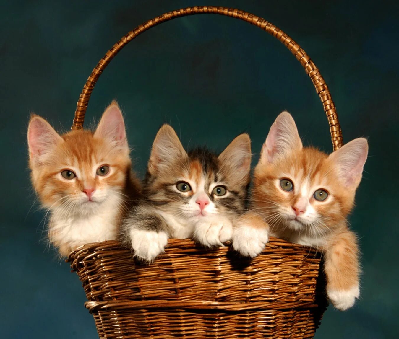 Нет 3 кошки. Котики в корзинке. Кошка в лукошке. Кошка с котятами в лукошке. Котята в лукошке.