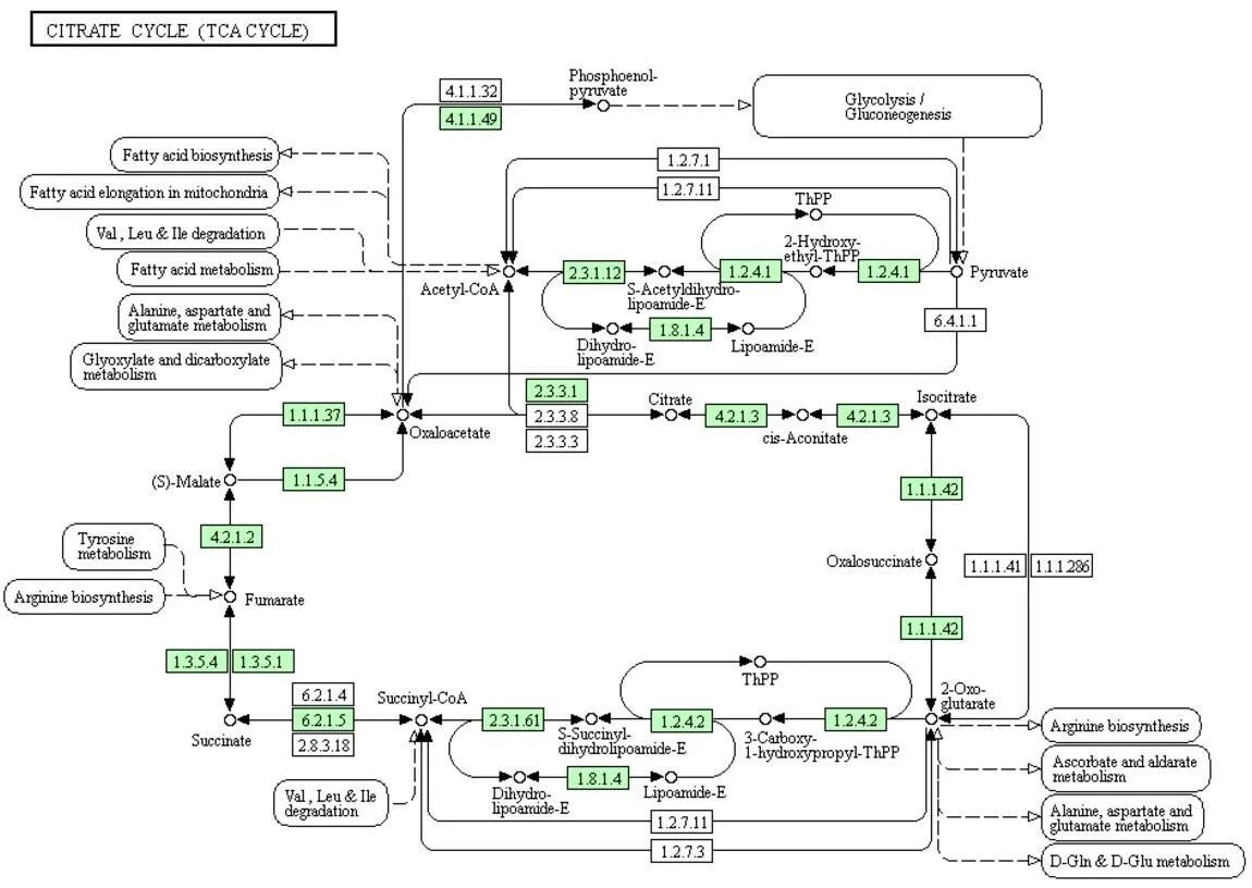 TCA Cycle. Цитратный протокол. KEGG генная сеть. Цитратный цикл