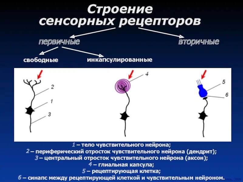 Отросток чувствительного нейрона. Строение чувствительного нейрона. Чувствительные периферический Нейроны. Аксон чувствительного нейрона.