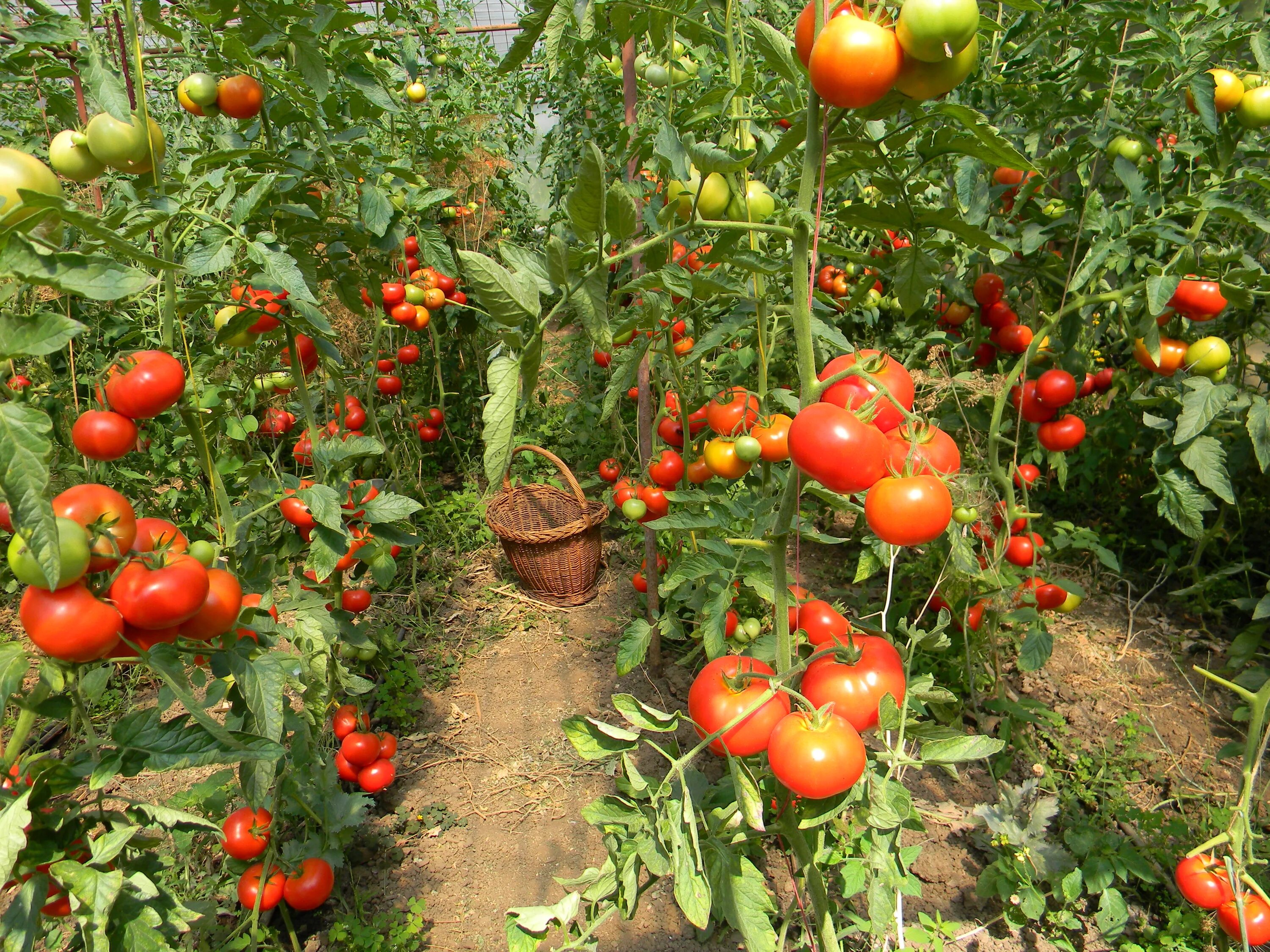 Можно ли садить помидоры рядом. Помидоры в ряд. Томаты соседи. Соседи для помидор. Ряды томат.