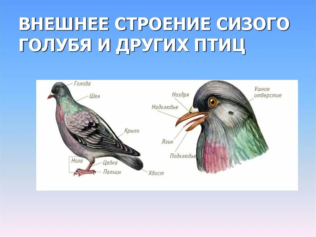 В лейкоците сизого голубя содержится. В лейкоците сизого голубя содержится