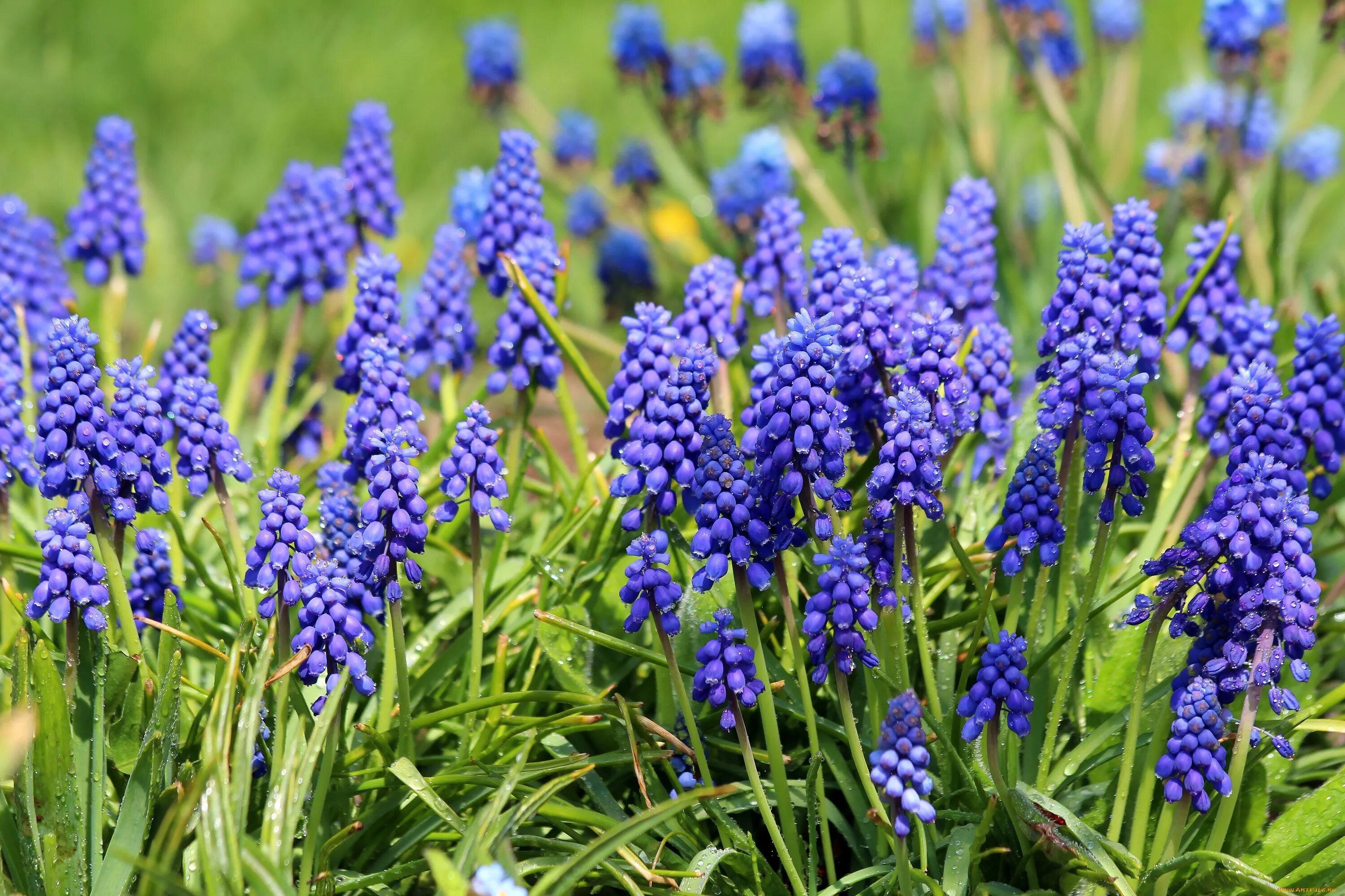 Мышиный гиацинт мускари. Armeniacum мускари. Мускари Арменикум Muscari armeniacum. Мускари первоцветы луковичные. Гадючий лук цветы