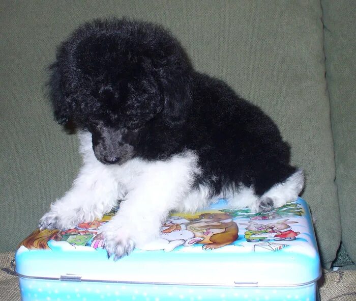 Пудель мерль. Метис пудель и шелти. Мерле пудель карликовый. Мраморный пудель. Пудель мерль.