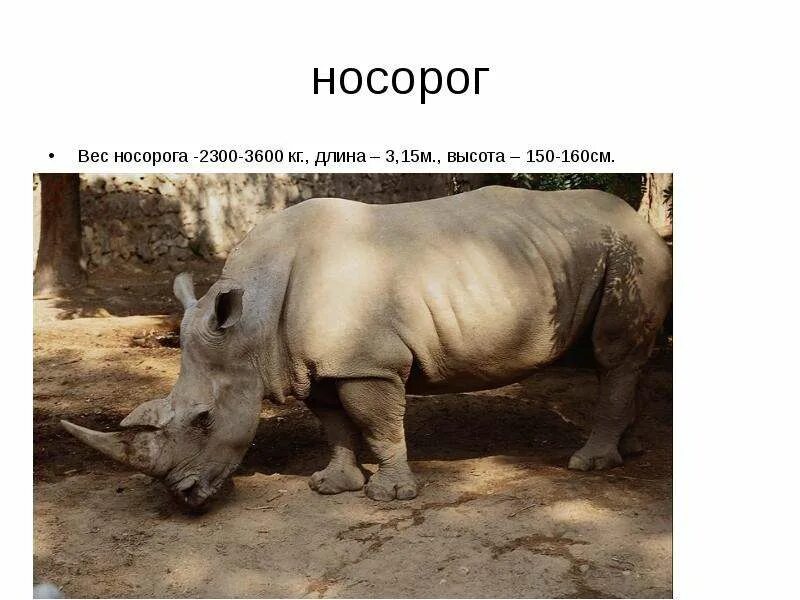 Белый носорог. Белый носорог вес. Носорог размеры. Сколько весит рог белого носорога. Носорог вес сколько весит.