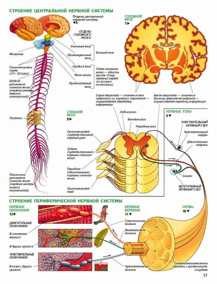 Что является центром нервной системы. Анатомические структуры центрального отдела нервной системы:. Центральная нервная система схема спинной мозг головной мозг. Нервная система ЦНС И ПНС схема. Центральная нервная система структура отделы и функции.