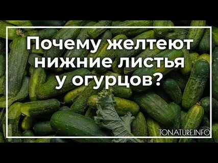 Желтеют листья у огурцов на подоконнике