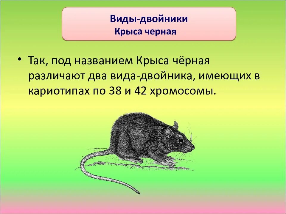 При распознавании видов двойников учитывается