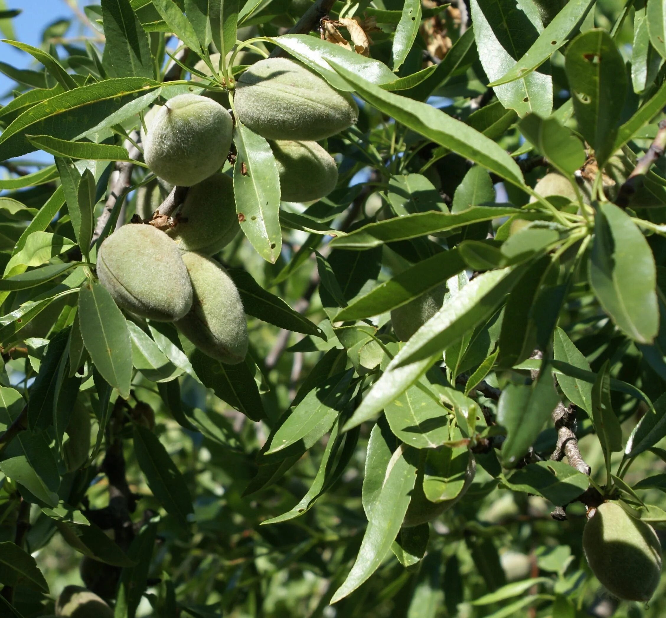 Деревья армян. Amygdalus communis. НУШ дерево армянский. Альмендра дерево. Армянские плоды на дереве.