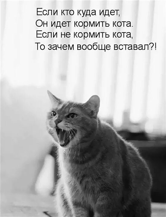Не верь коту он ел