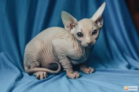 Котята сфинкса барнаул