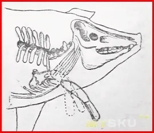 Артерия у свиньи где находится фото. Яремная Вена у свиньи забой. Схема убоя свиней в шею.