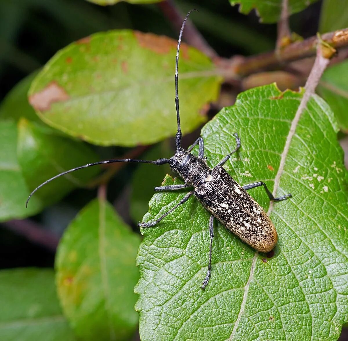 Черный Сосновый усач (Monochamus galloprovincialis oliv.). Черный Пихтовый усач Monochamus urussovi. Жук усач монохамус. Жук усач еловый.