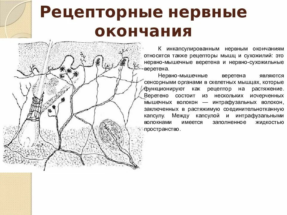 Принцип строения нервных окончаний. 6. Нервные окончания (рецепторы, эффекторные, синапс). Нервные окончания рецепторы строение. Чувствительные нервные окончания.