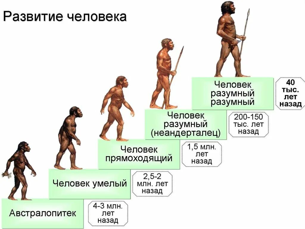 Древние люди в хронологической последовательности. Этапы развития человека хомо сапиенс. Эволюция человека до хомо сапиннса. Этапы эволюции хомо сапиенс. Ступени развития человека хомо сапиенс.