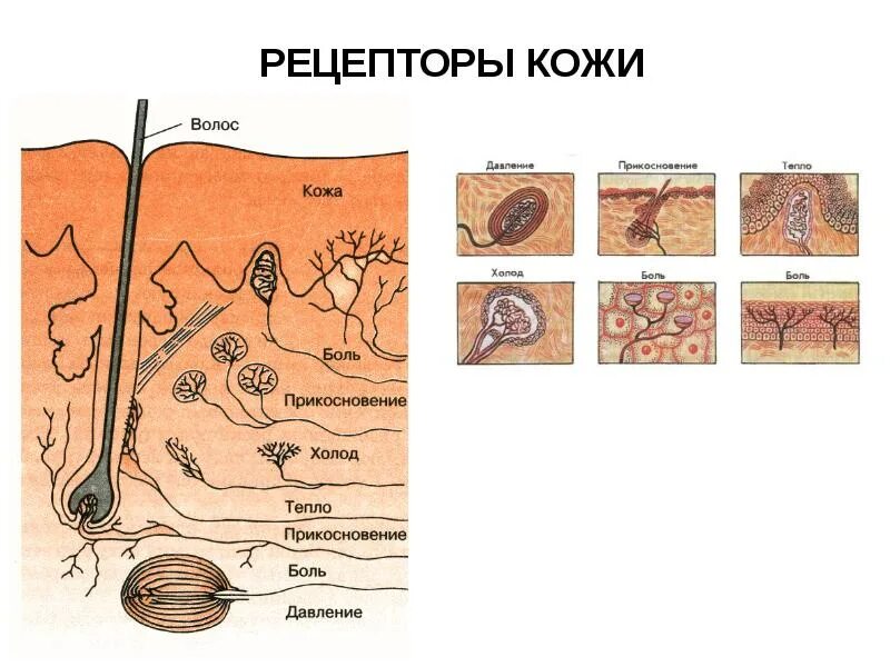 Рецептор кожи проприорецепторы анализатор. Рецепторы кожи схема. Рецепторы кожи анатомия. Рецепторы кожи температурные осязательные болевые. Какова функция холодовых рецепторов кожи