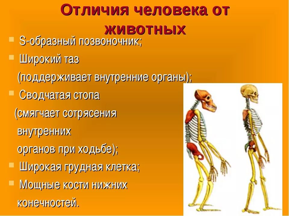 Отличие скелета человека от млекопитающего. Отличие человека от животного биология 8 класс. Отличие человека от животного биология 11 класс. Что отличает человека от животного. Отличия и различия человека и животных.