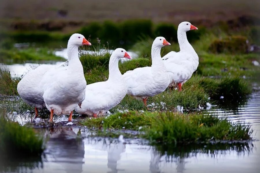 Белый Гусь (Anser caerulescens). Адлерские белые гуси. Дикий белый Гусь. Красивый Гусь.