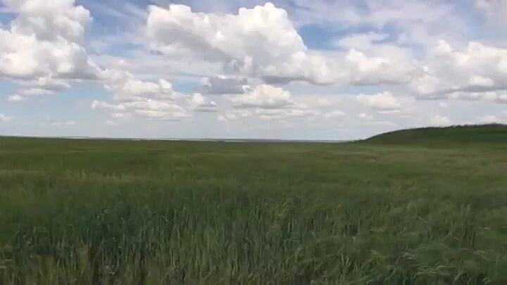 Степи дагестана. Широкое поле. Экологические проблемы степи. Тугнуйский заказник. Калмыкия степь ковыль.