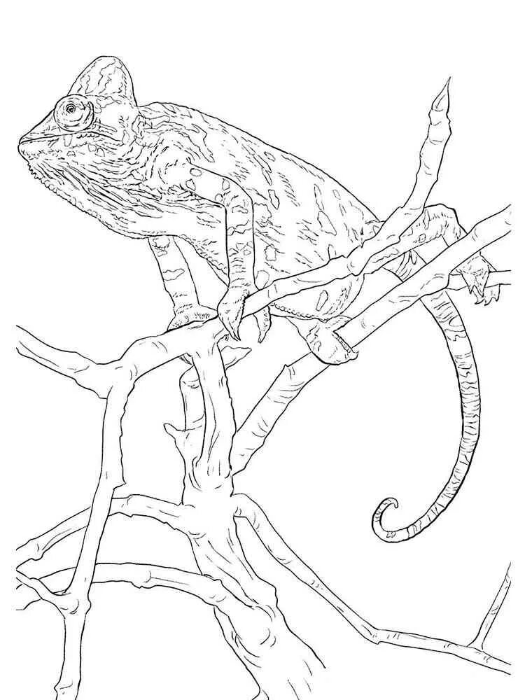 Распечатать хамелеона. Хамелеоны. Раскраска. Раскраска хам. Хамелеон раскраска для детей. Раскраски хамелеонов.