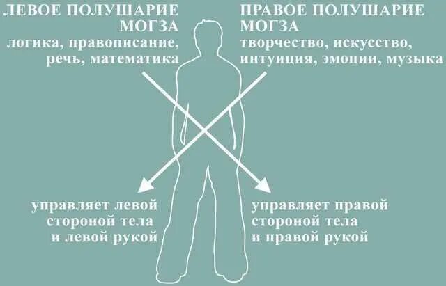 Левая рука правое полушарие. Левое полушарие управляет правой половиной тела. Тест на правое и левое полушарие. Правая рука левое полушарие мозга.