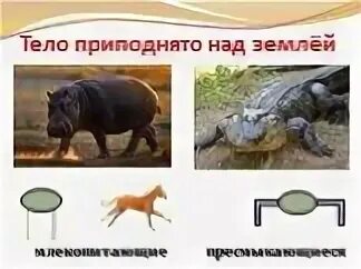 Конечности млекопитающих и пресмыкающихся