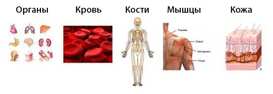 Кровь кости на русском языке. Кожа мышцы кости. Сухая масса органов человека. Кожа, мышцы, кости, органы человека.