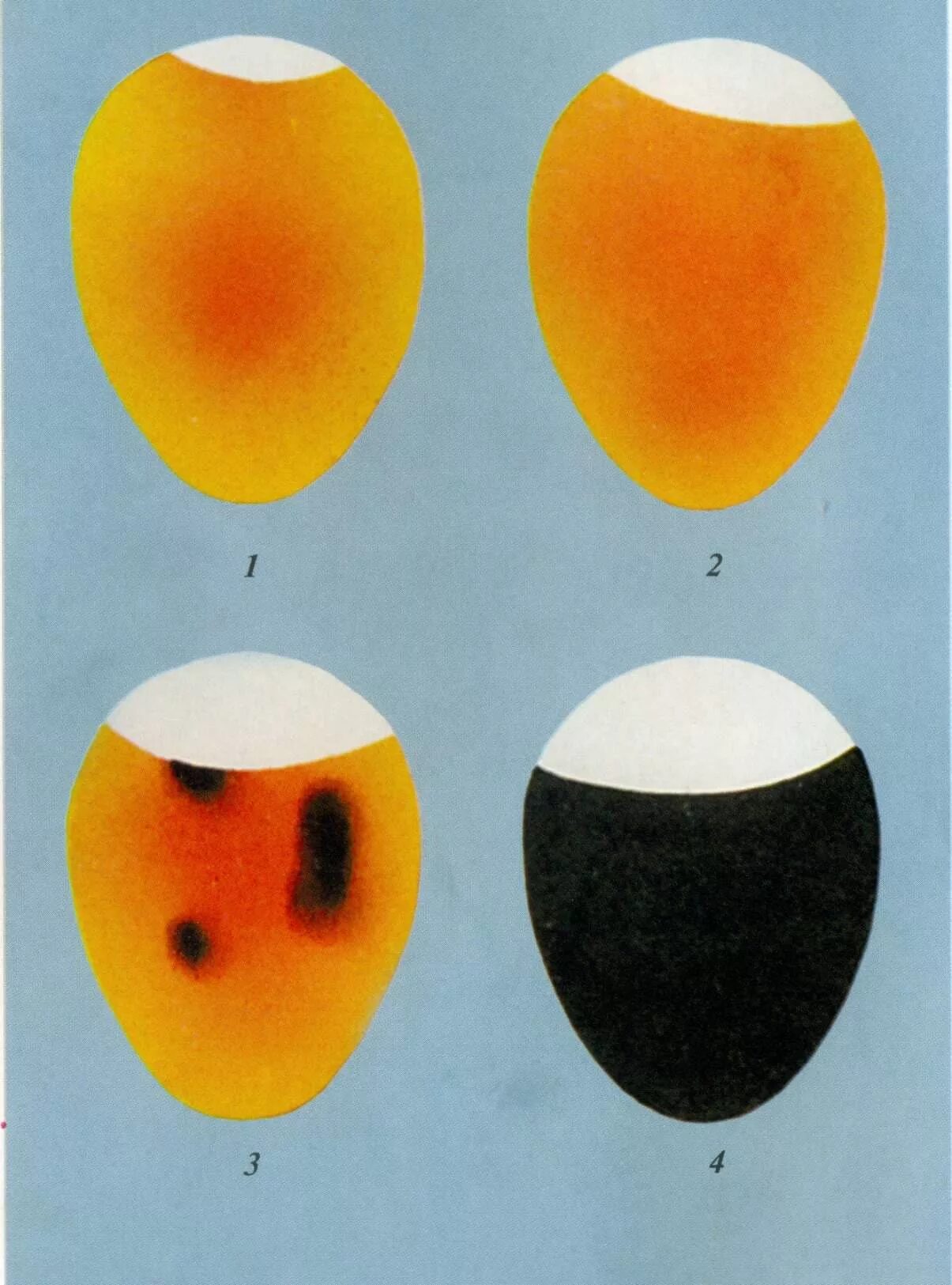 Овоскопирование куриных по дням. Овоскопирование индюшиных яиц. Овоскопирование гусиных яиц. Неоплодотворенные яйца овоскопирование. Овоскопирование утиных яиц.