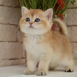 Котята золотой кошки