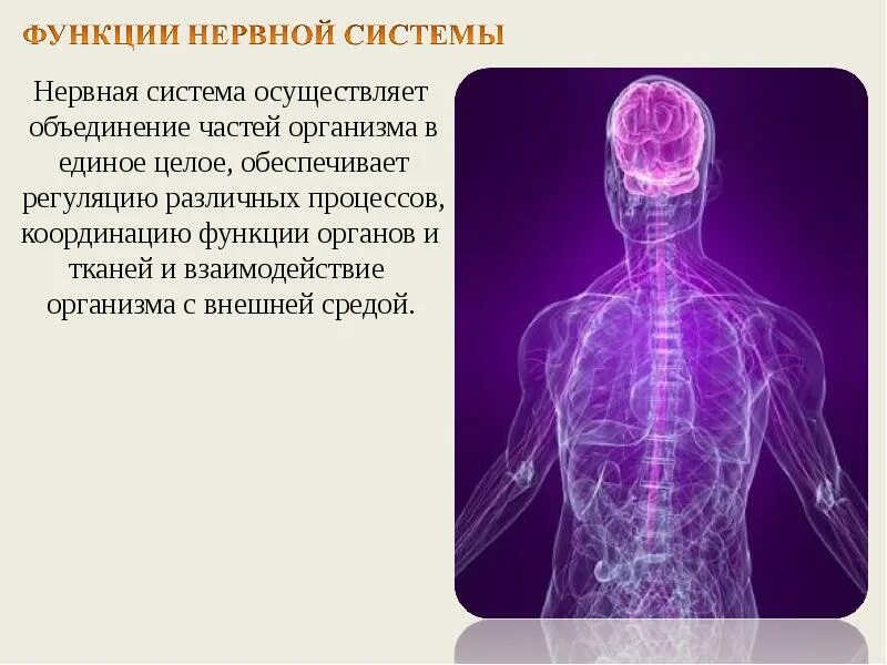 1 функции нервов. Функции нервной системы. Морфология нервной системы. Функции нервной системы человека. Главные функции нервной системы.