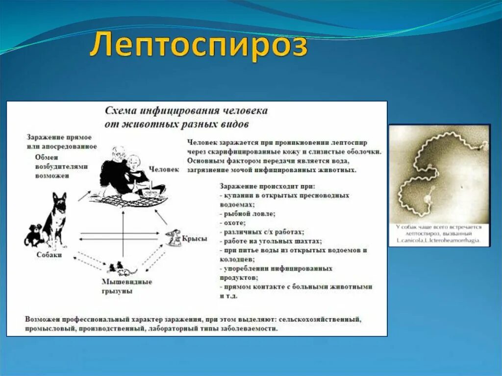 Лептоспироз животных. Лептоспироз животных
