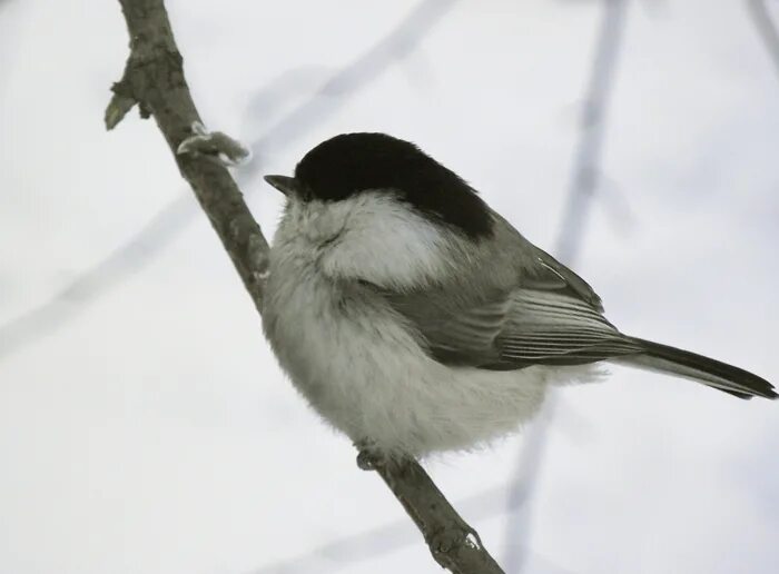 танцор дима красилов. пухляк шоумен. пухляк шоумен. пухляк дуплянка. дмитрий красилов.