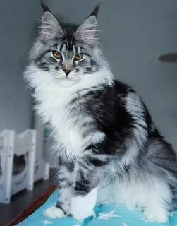 Мен куна