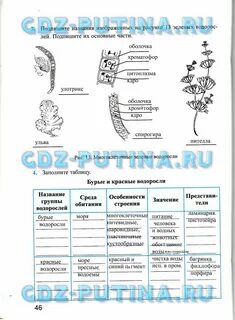 Параграф 18 биология 5 класс