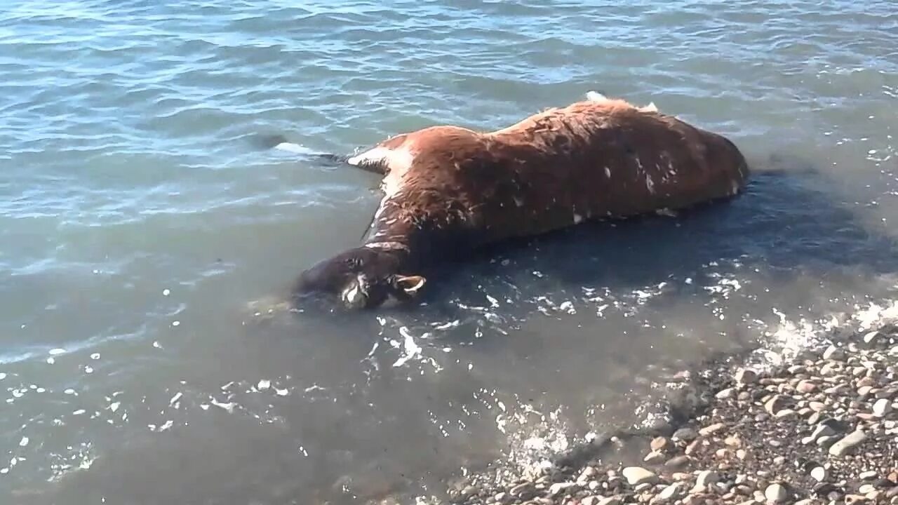 Египет утонули. Утопленники в черном море.