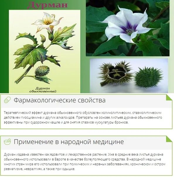 При скрещивании растений дурмана. От скрещивания растений дурмана с пурпурными цветками. Задачи на взаимодействие генов. При скрещивании растений дурмана. Цветы душистого горошка могут быть белыми и красными при скрещивании.