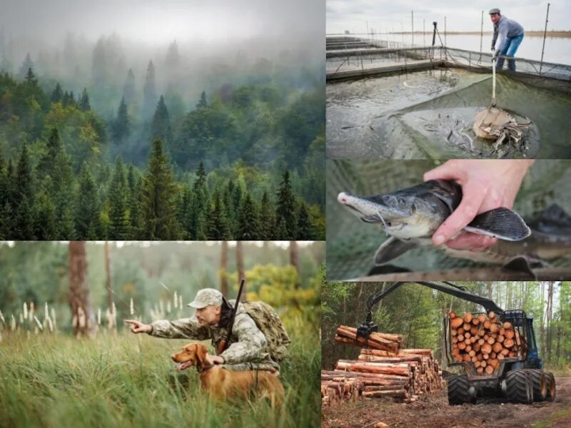 Рыбхоз, сараевский район пруды. Япония рыболовля. Рыболовство в новой зеландии. Рыбная индустрия чили. Деятельность человека в тайге.